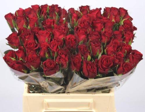 Rosa grootbloemig Burgundy