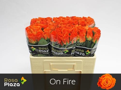 Rosa grootbloemig On Fire