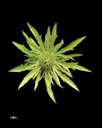 Eryngium alpinum kleurbehandeld H%