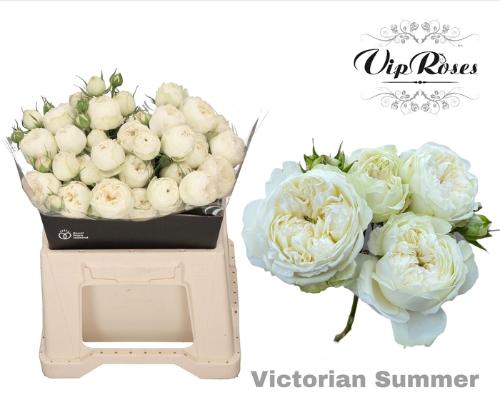 Rosa tros Victorian Summer+