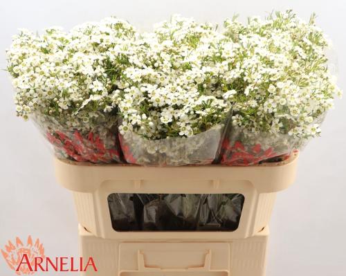 Chamelaucium uncinatum 'Ofir'