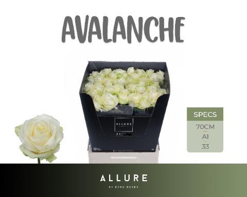 Rosa grootbloemig Avalanche+