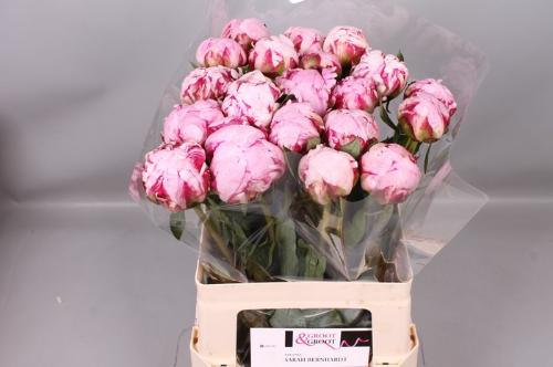 Paeonia Lactiflora Grp 'Sarah Bernhardt'