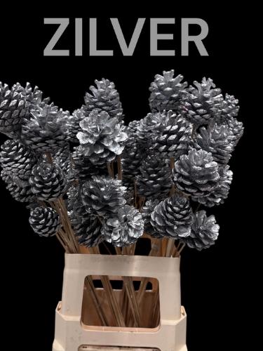 Dennenappel op stok H%