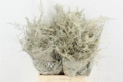 Asparagus overig kleurbehandeld H%