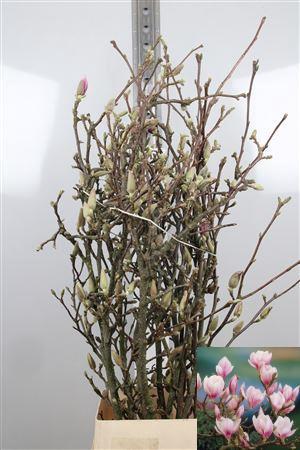 Magnolia grandiflora