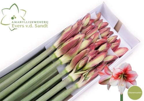 Hippeastrum Galaxy Grp 'Showmaster'