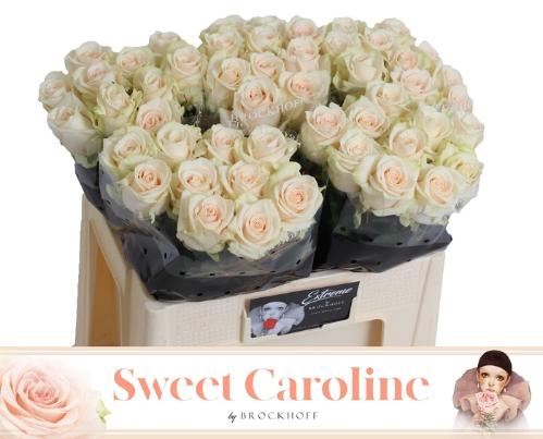 Rosa grootbloemig Sweet Caroline