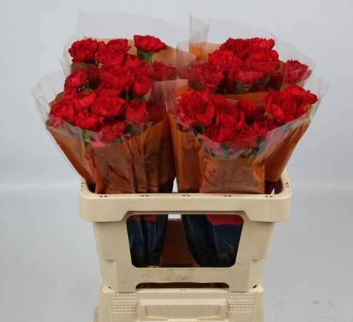 Dianthus standaard Don Pedro