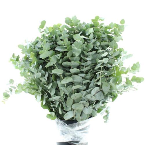 Eucalyptus per bos cinerea