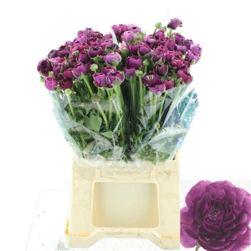 Ranunculus asiaticus 'Elegance Violet'