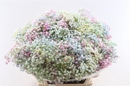 Gypsophila overig kleurbehandeld H%