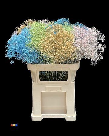 Gypsophila overig kleurbehandeld H%