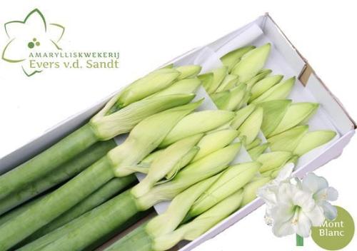 Hippeastrum Galaxy Grp 'Mont Blanc'