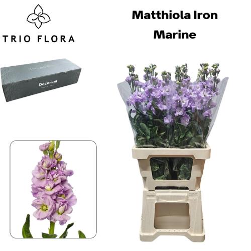 Matthiola incana 'Iron Marine'