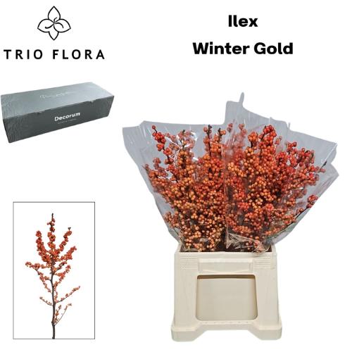 Ilex verticillata 'Winter Gold'
