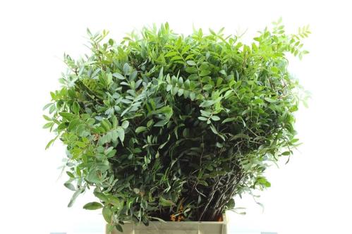 Pistacia sp. (blad)