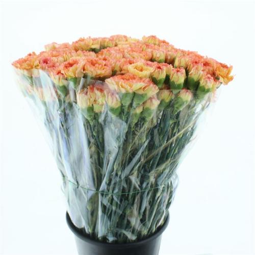 Dianthus standaard overig