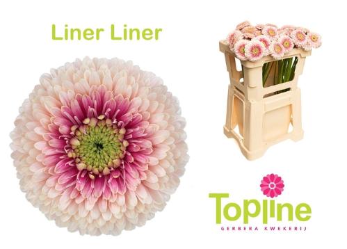 Gerbera mini bolvormig Bolero Lipliner