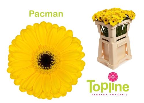 Gerbera mini 'Pacman'