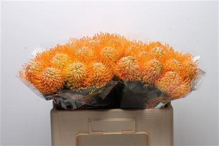 Leucospermum 'Soleil'