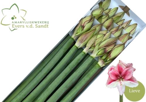 Hippeastrum Galaxy Grp 'Lieve'