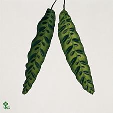 Calathea lancifolia