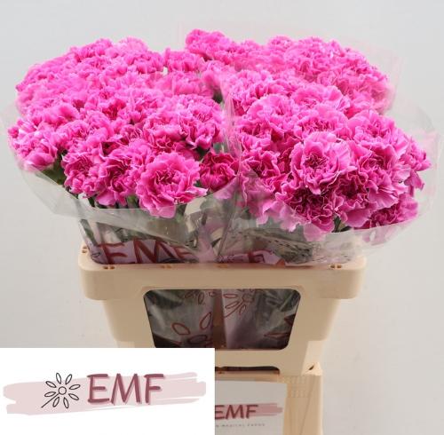 Dianthus standaard 'Farida'