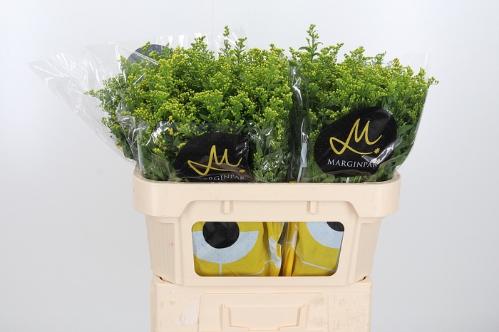 Solidago Carzan Glory
