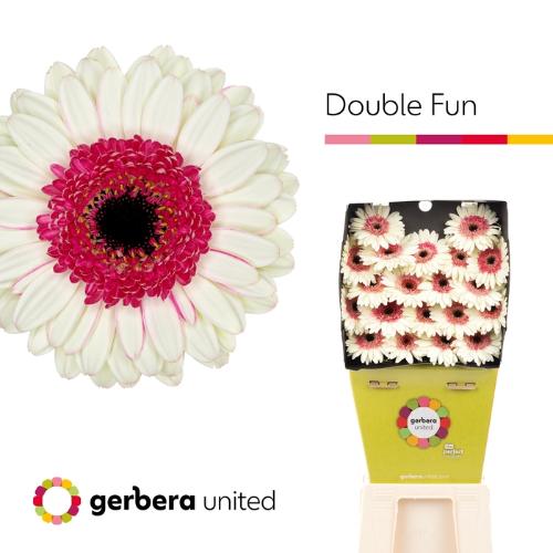 Gerbera mini Double Fun