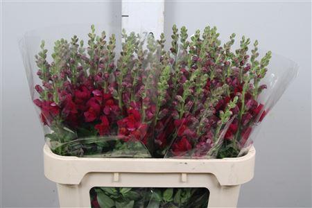 Antirrhinum majus 'Antibes Red'