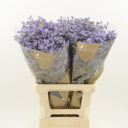 Limonium Utah Blue