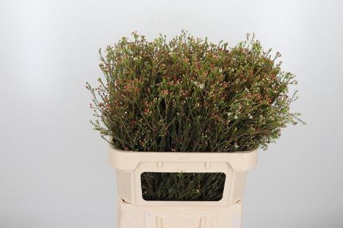 Chamelaucium 'Blondie'