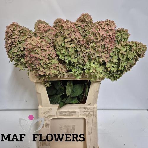 Hydrangea paniculata Magical Candle (classic)