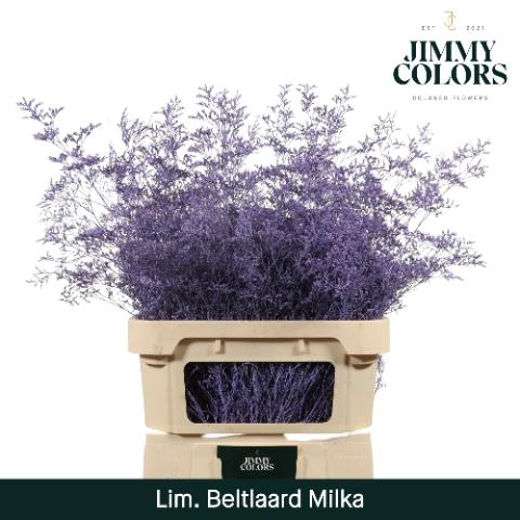 Limonium overig kleurbehandeld H%