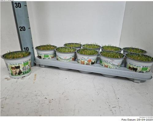 Hordeum sp. Kattegras