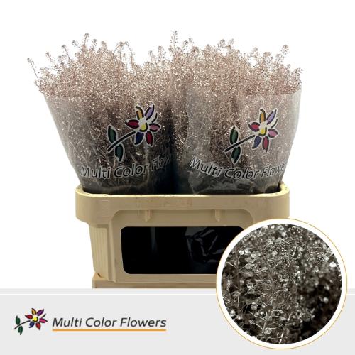 Lepidium kleurbehandeld H%