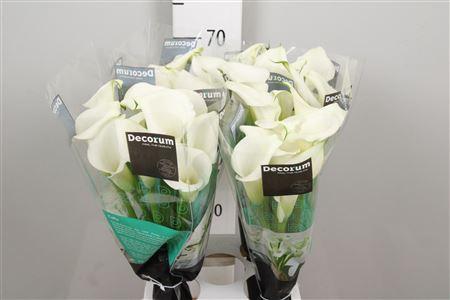 Zantedeschia 'Crystal Blush'
