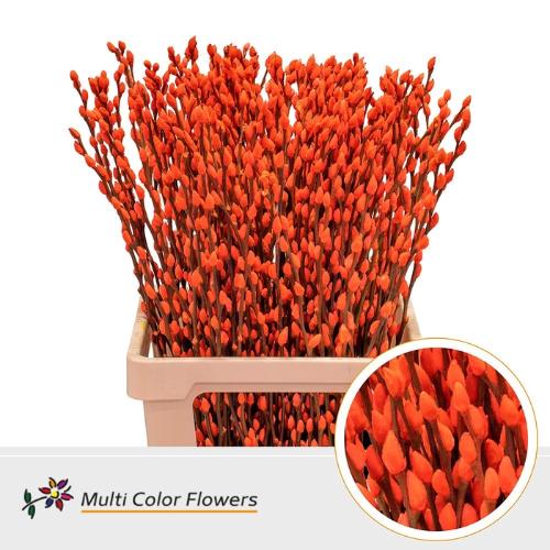 Salix caprea 'Snow Flake' kleurbehandeld H%
