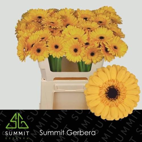Gerbera mini Tweety