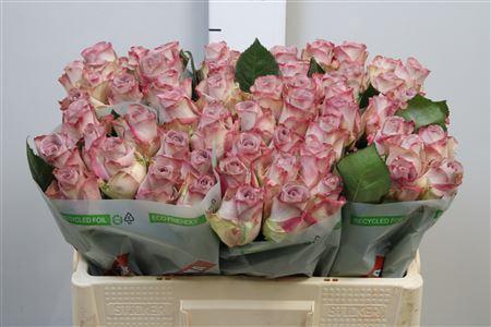 Rosa grootbloemig Memory Lane!