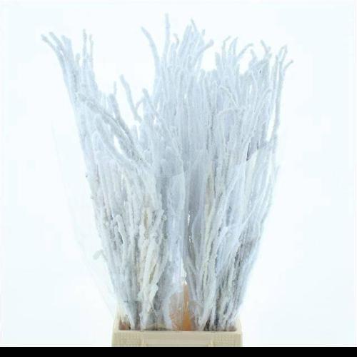 Betula kleurbehandeld H%