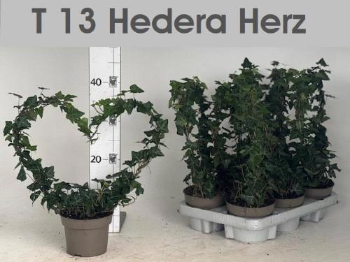 Hedera helix overig groen