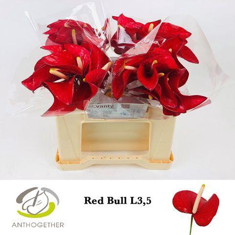 Anthurium (Andreanum Grp) Red Bull