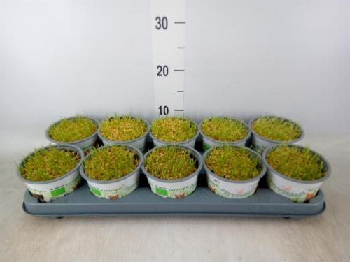 Hordeum sp. Kattegras