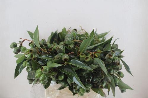 Eucalyptus per bos overig met bes