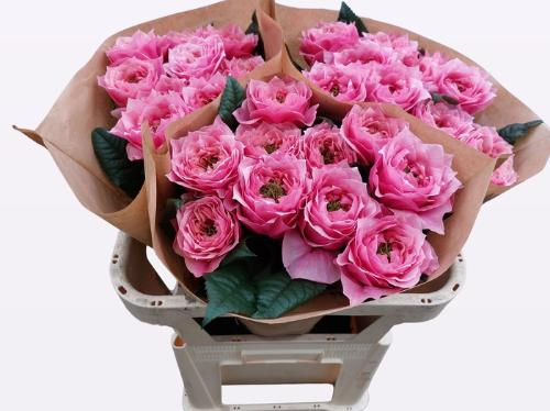 Rosa grootbloemig Regents Park!