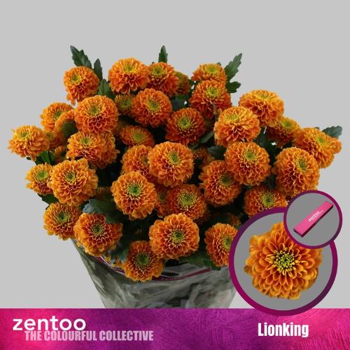 Chrysanthemum (Indicum Grp) tros Lionking