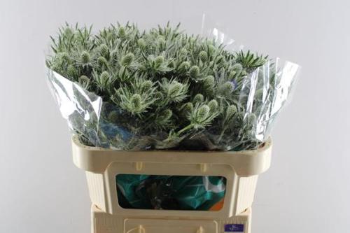 Eryngium Sirius Questar