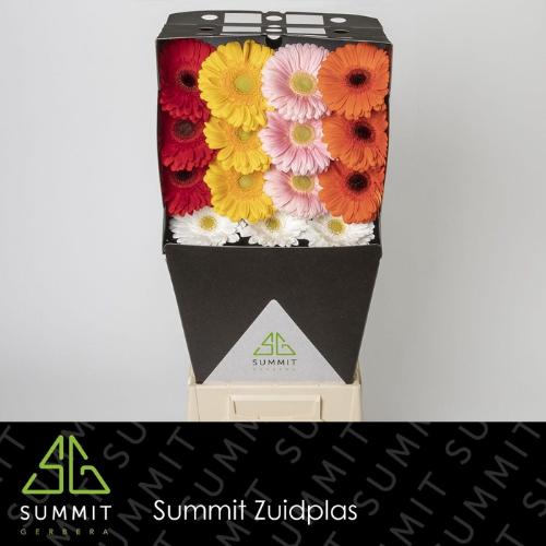 Gerbera grootbloemig gemengd diagonaal